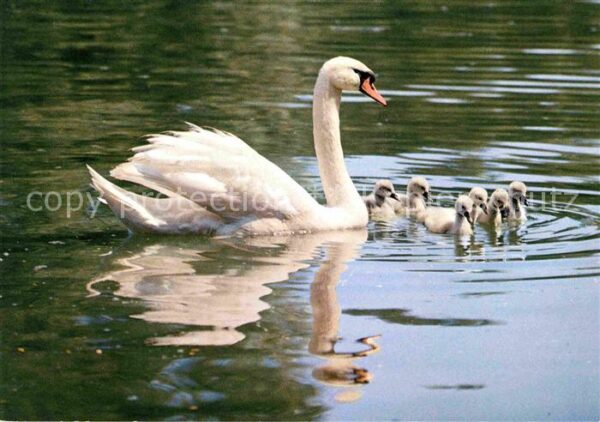 Schwan Höckerschwäne Swans Cygnus muets