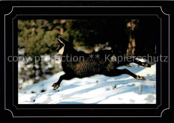 Gemse Chamois Rupicapra
