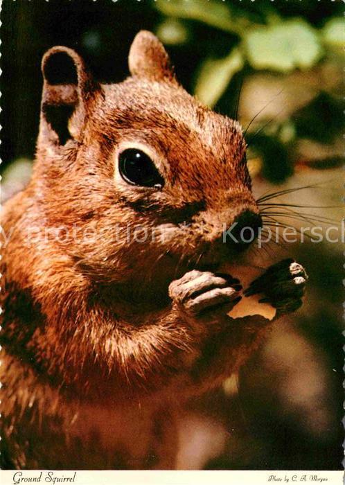Eichhoernchen Ground Squirrel