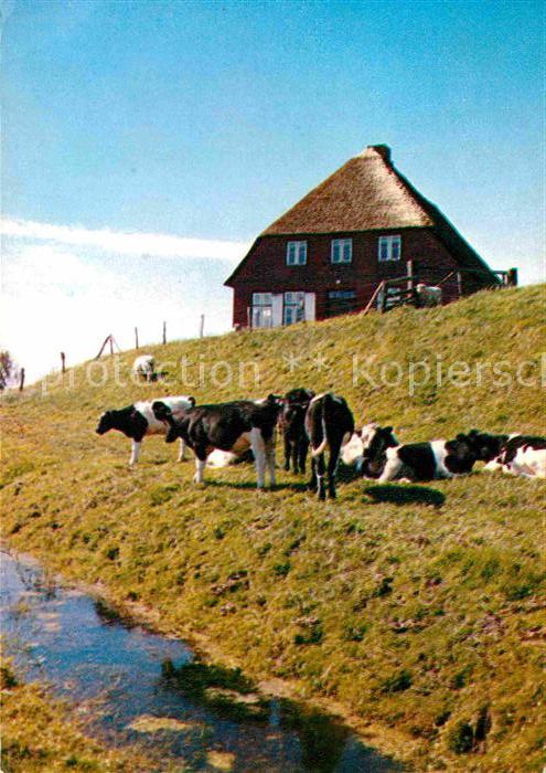 Schleswig-Holstein Partie am Deich mit Kuhherde