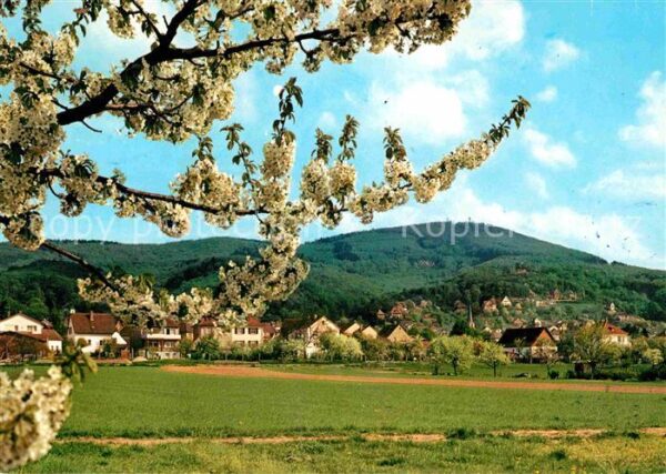 Hemsbach Bergstrasse Baumblüte Panorama