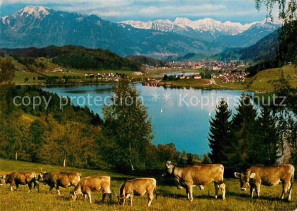 Buehl Alpsee Kleiner und Grosser Alpsee Kühe Alpenpa