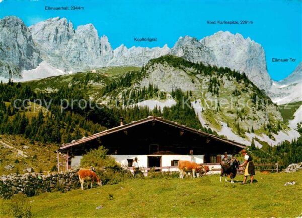 Ellmau Tirol Wochenbrunneralm Kaisergebirge Almvieh
