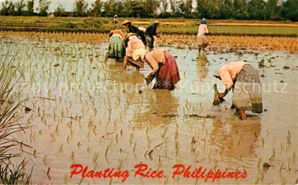Landwirtschaft Planting Rice Philippines