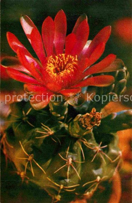 Kakteen Blüte Gymnocalycium baldianum