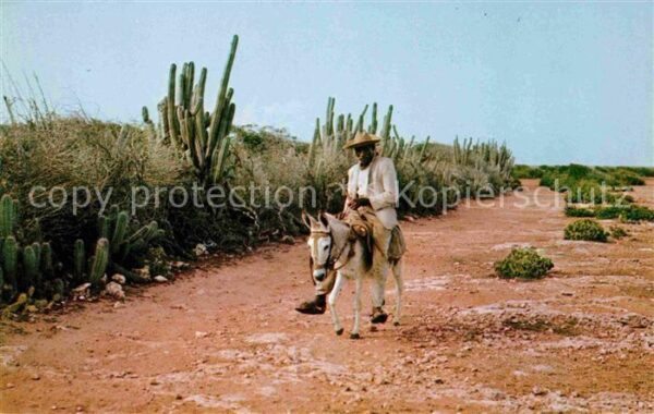 Esel Tiere Cactus-lined dirt-road Koonookoo Curaca