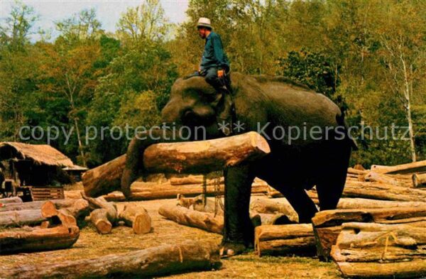 Elefant Elephants working in Forest Chiengmai N