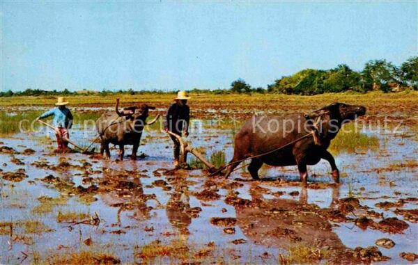 Landwirtschaft Rice Cultivation Thailand Ploughing wit
