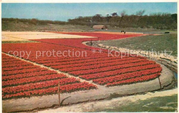Blumen Tulpenfelder in bizarrer Form