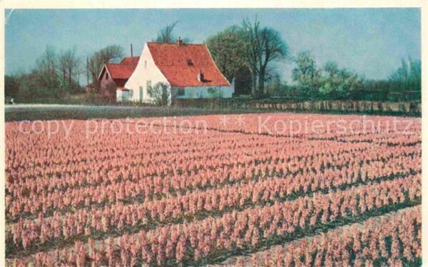 Blumen Hyazinthenfelder