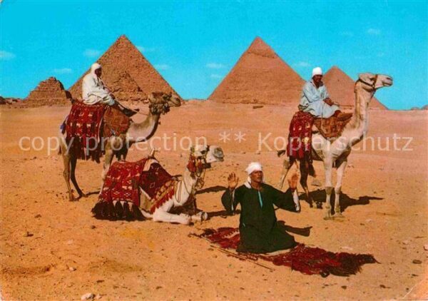 Kamel  Camel Chameau Giza Arab Camelriders Pyramids