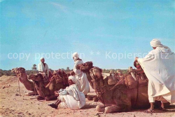 Kamel  Camel Chameau Nefta Chameliers