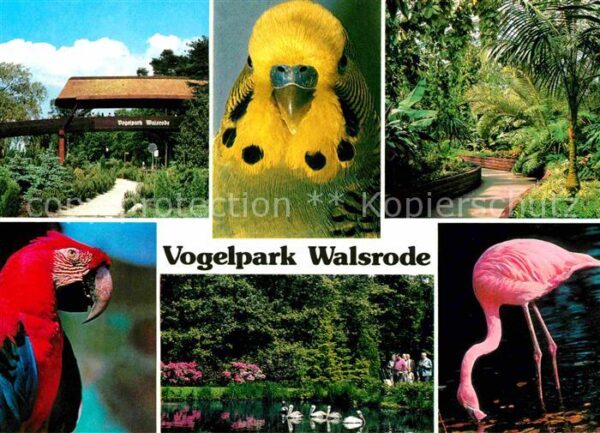 Voegel Vogelpark Walsrode Flamingo Papagei