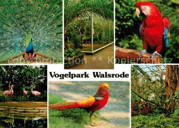 Voegel Vogelpark Walsrode Blauer Pfau Papagei