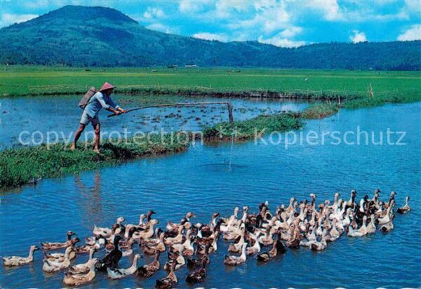 Typen Angeln Shepherding Ducks Tondano Lake N