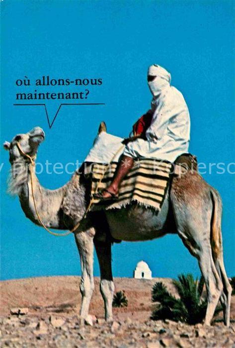 Kamel  Camel Chameau Tunisie Targui Chameau
