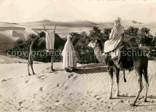 Kamel  Camel Chameau Vue de la Palmeraie