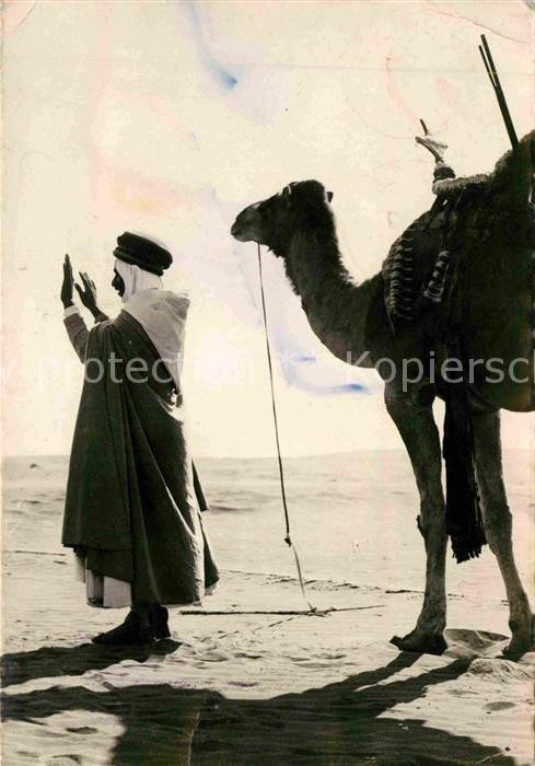 Kamel  Camel Chameau Priere du Soir