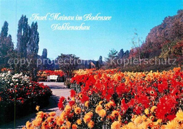 Insel Mainau Dahlienschau Südgarten