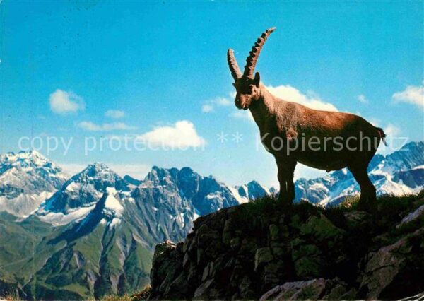 Steinbock Alpen