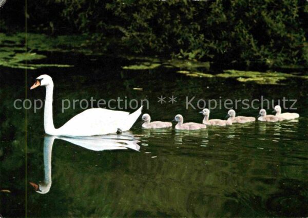 Schwan Küken