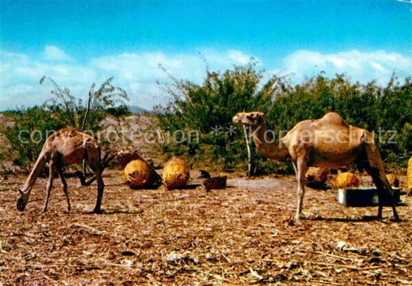 Kamel  Camel Chameau Hiswa Village