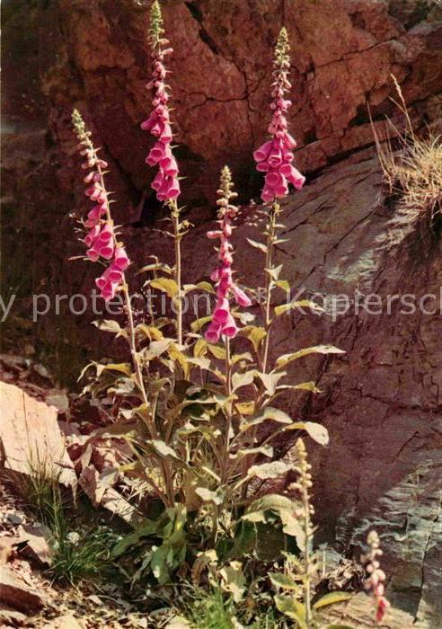 Blumen Fingerhut Harz