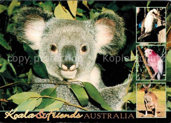 Koalabaer Kookaburra Pink and Grey Galah Kangaroo