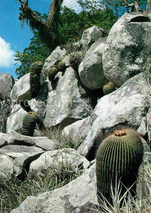 Kakteen Notocactus ampliocostatus