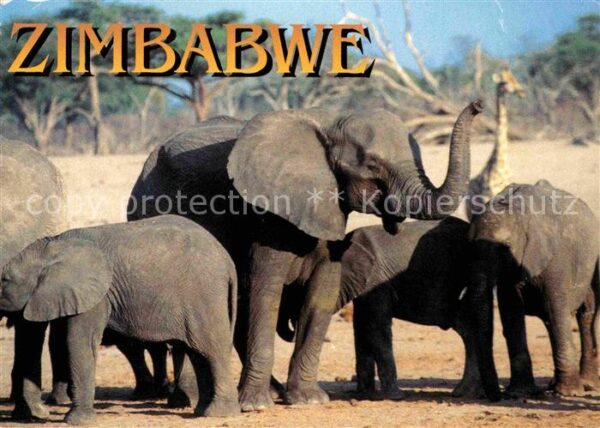 Elefant Zimbabwe