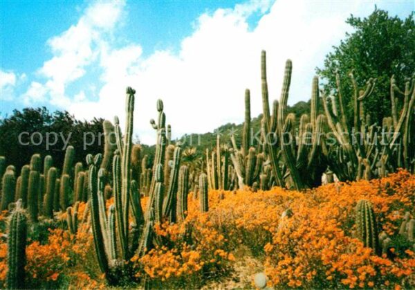 Kakteen Jardin Botanico TZropical Pinya de Rosa