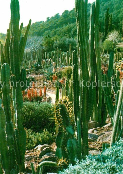 Kakteen Jardin Botanico Tropical Pinya de Rosa
