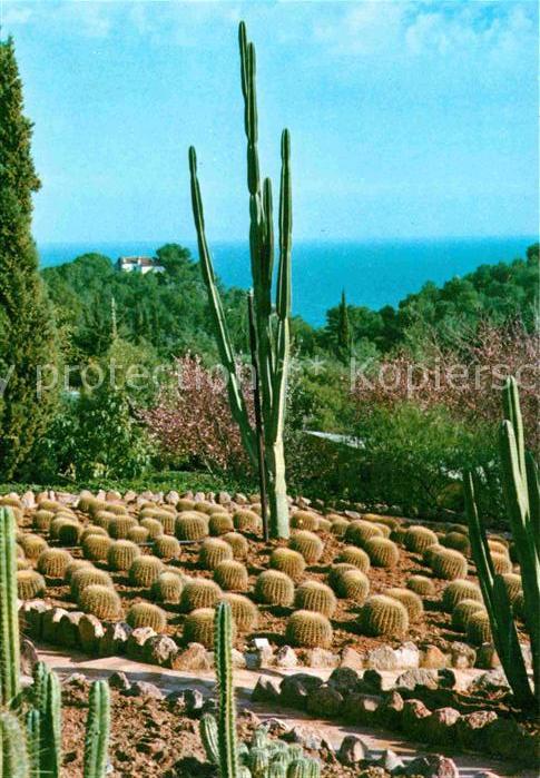 Kakteen Jardin Botanico Tropical Pinya de Rosa