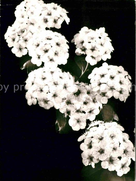Blumen Spierstrauch
