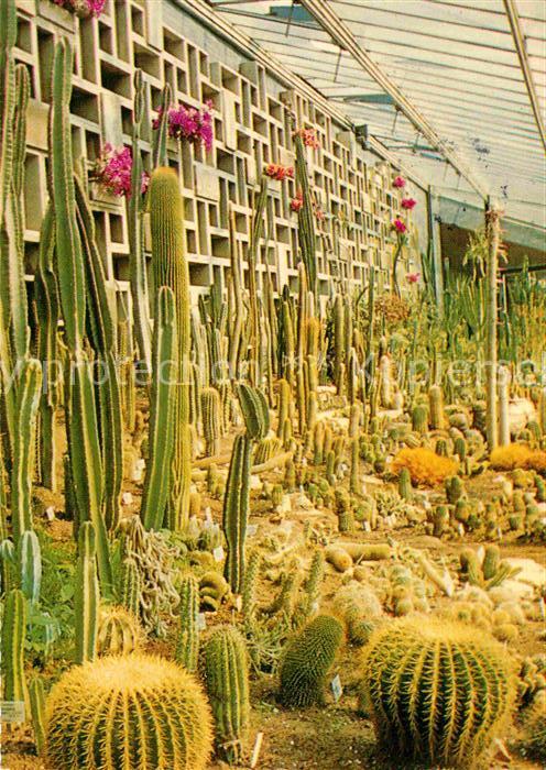 Kakteen Internationale Gartenbau-Ausstellung Ha