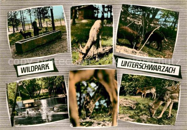Reh Hirsch Wildschwein Wildpark Unterschwar