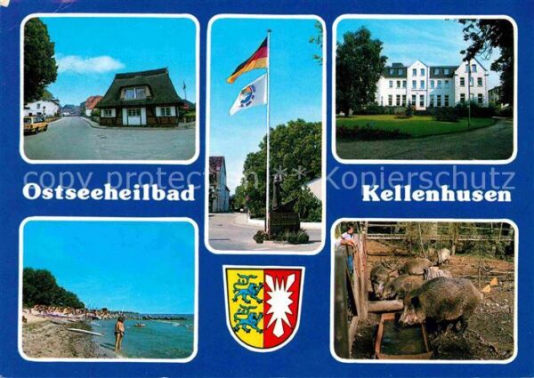 Kellenhusen Ostseebad Stradn Wildschweine Strassenpartie