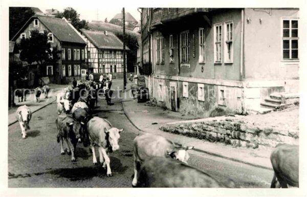 Schmiedefeld Rennsteig Viehtrieb Kühe Kurort