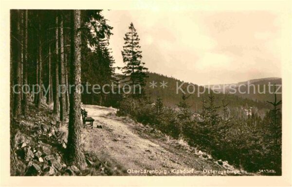 Kipsdorf Waldpartie