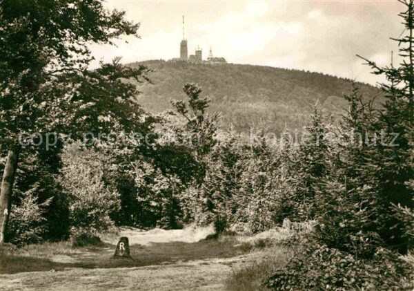 Grosser Inselsberg Waldpartie