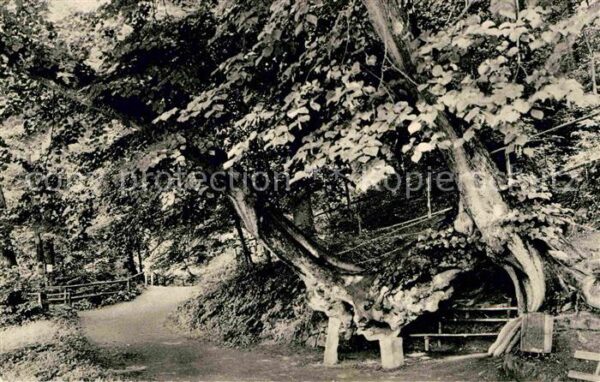 Iburg Teutoburger Wald Baum der Liebe