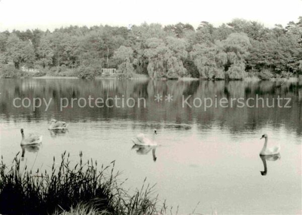 Lobetal Uferpartie am Mechesee Schwäne Hoffnung