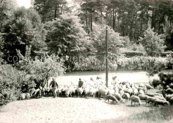 Lobetal Hoffnungstaler Anstalten Schafherde