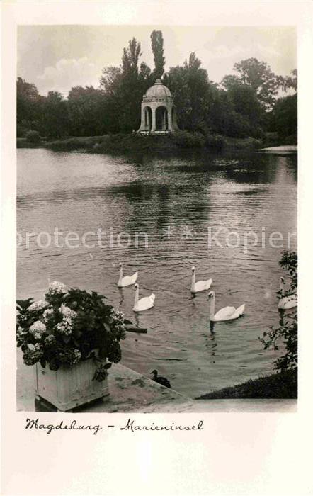 Magdeburg Marieninsel Schwanenteich