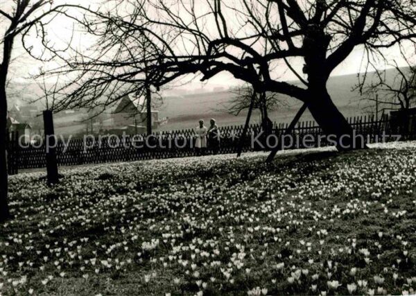 Drebach Krokusblüte