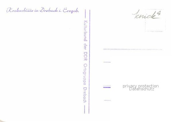 Drebach Krokusblüte – Bild 2