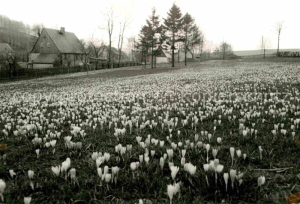 Drebach Krokusblüte