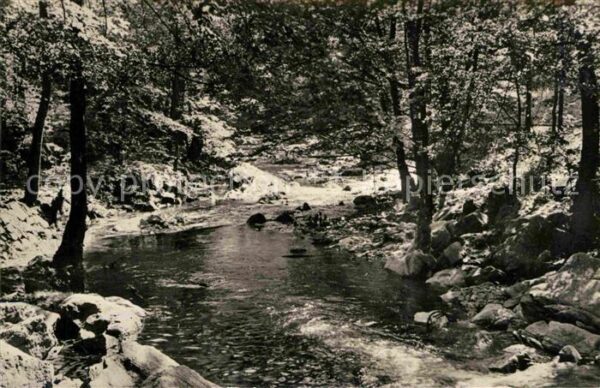 Rabenauer Grund Wald Bach