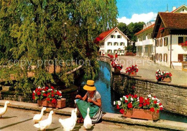 Bad Woerishofen Gänse Fütterung