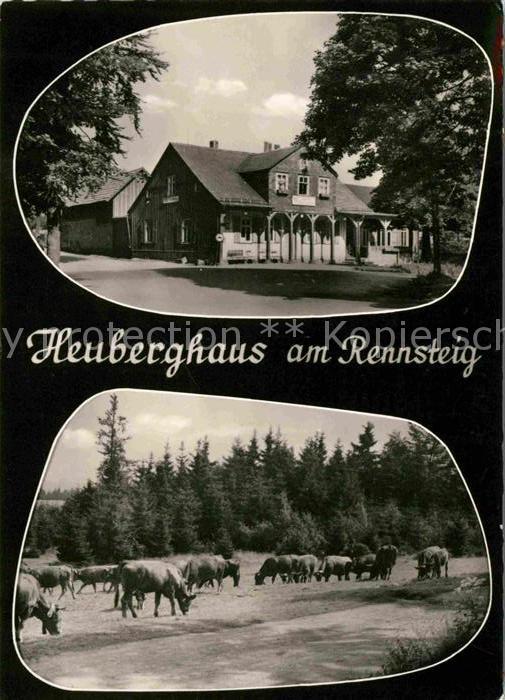 Friedrichroda Heuberghaus Rinderherde
